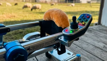 Owca w „Lamborghini”? Poznaj Kiki, która pędzi przez życie mimo paraliżu